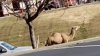 Video: camello se fuga de escena de la Natividad y protagoniza persecución policial