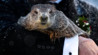 Groundhog Club handler holds Punxsutawney Phil, the weather prognosticating groundhog