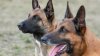 Ofrecen vacunar a mascotas contra la rabia en condado Cook tras hallarse a animal infectado