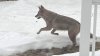 Coyotes en Palatine: piden tomar precauciones y reportar avistamientos