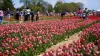 A disfrutar del Festival de los Tulipanes esta primavera en Spring Grove