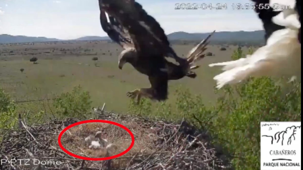 Video: águila real se lleva a dos recién nacidos de un nido de cigüeña –  Telemundo Chicago