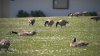Ciudad estadounidense se harta de los excrementos de los gansos y considera matarlos