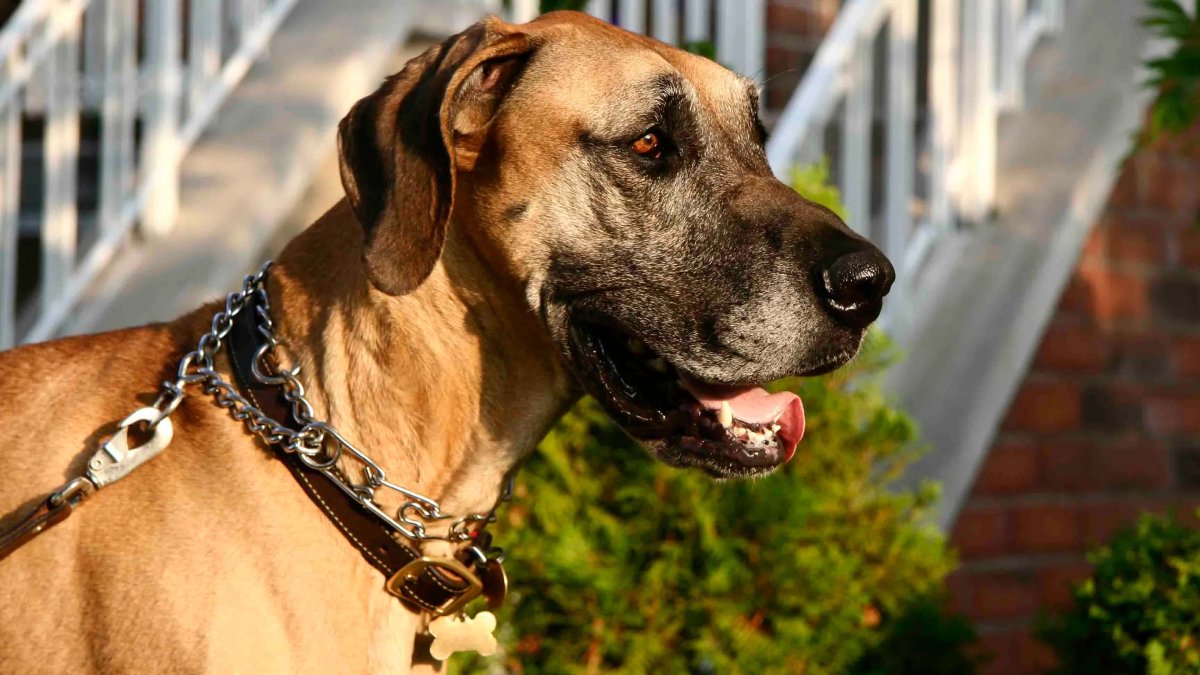 Dies After Being Attacked by Her Dogs – NBC Chicago