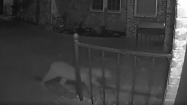 En video: puma se pasea por zona residencial cerca del centro de San Mateo – Telemundo Chicago - Vimarsana News