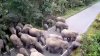 Decenas de elefantes sueltos desatan el pánico en el centro de Tailandia