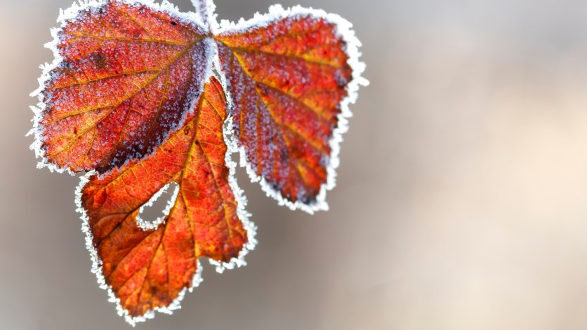 Red leaves backlit by the sun and covered with frost