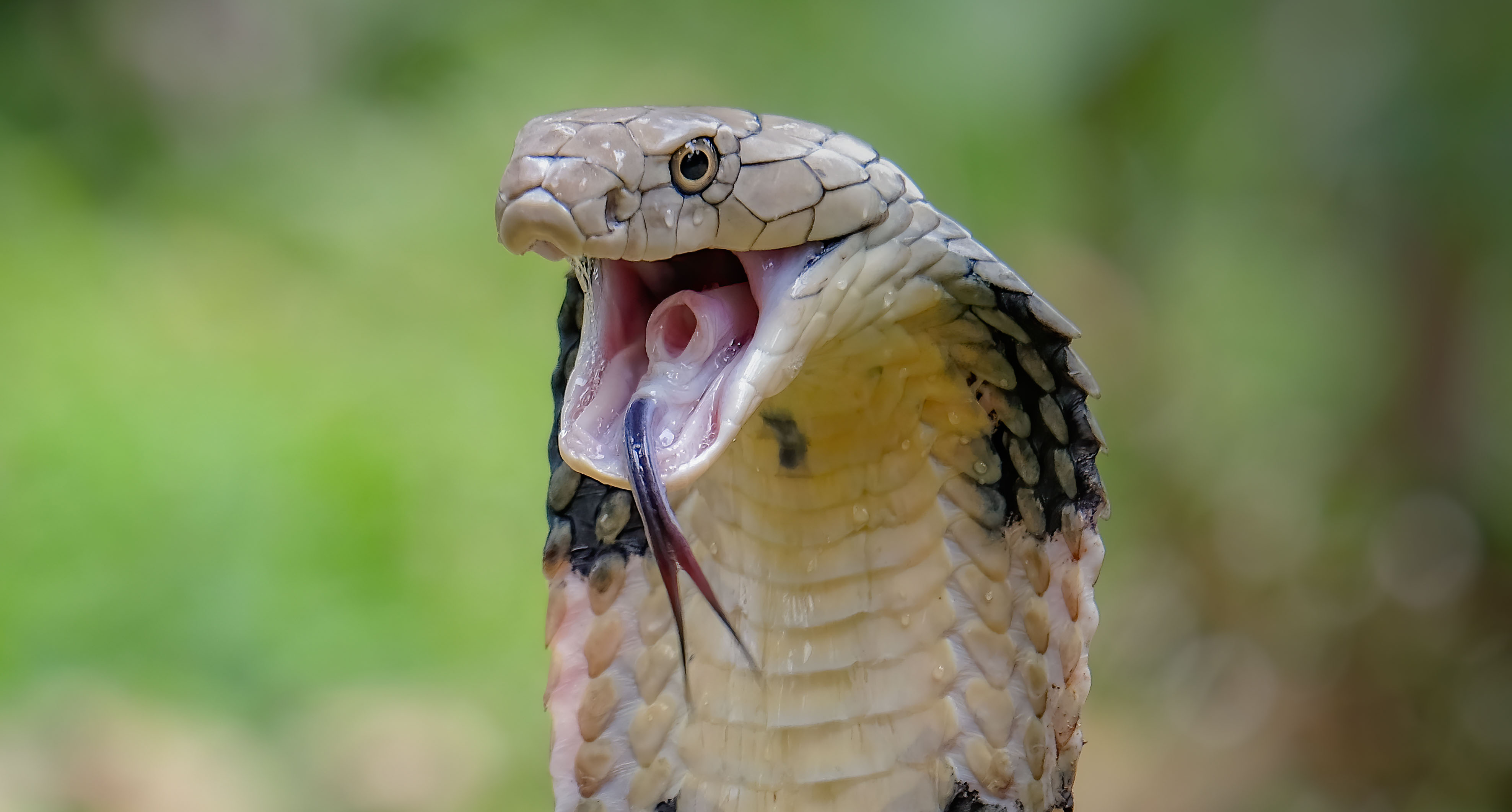 vibora cobra