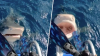 Escalofriante video: tiburón salta del agua e intenta morder a una mujer