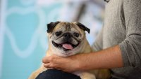 ‘Noodle’, el perrito viral de Tiktok, muere a los 14 años