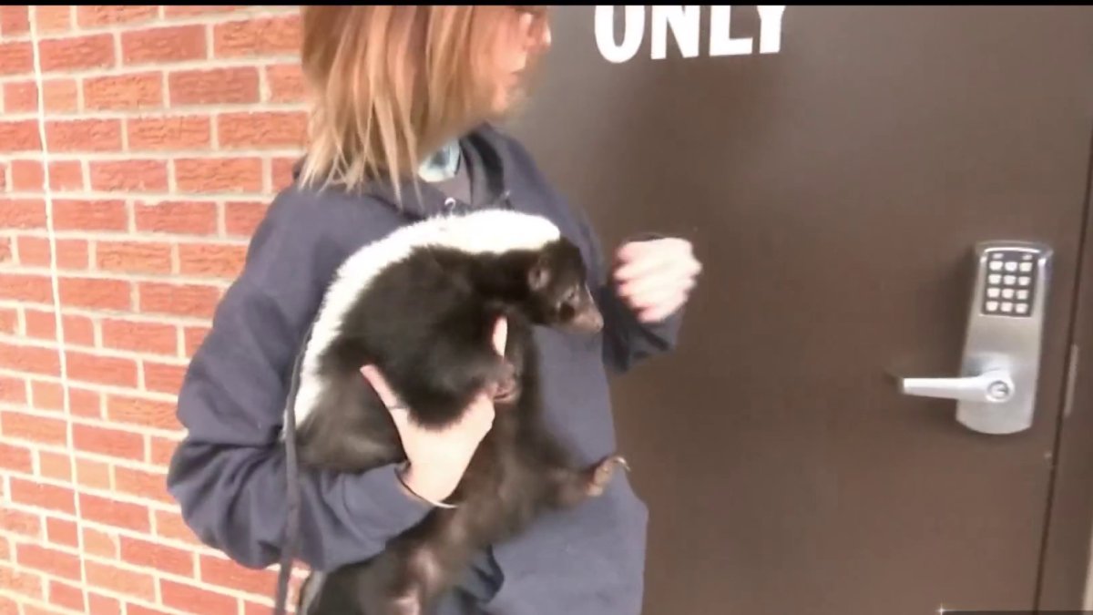 How a Skunk Ended Up Emotional Support for Hotline Employees – NBC Chicago