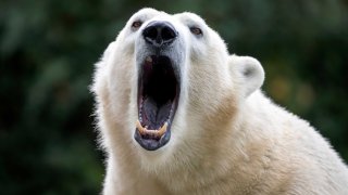 Oso polar