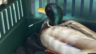 A mallard with a dart through its neck.