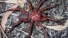 Un gran descubrimiento: investigadores hallan especie de gigantesca araña en Australia