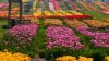 Granja detrás del popular festival de tulipanes de Illinois anuncia fecha de apertura
