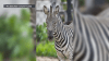 Cebra muere en “trágico accidente” en zoológico de Wisconsin