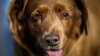 ¡Sigue rompiendo récords! Bobi, el perro más viejo del mundo, cumplió 31 años