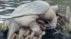 Kayakistas ven una tortuga mordedora gigante en el río Chicago y la bautizan como “Chonkosaurus”