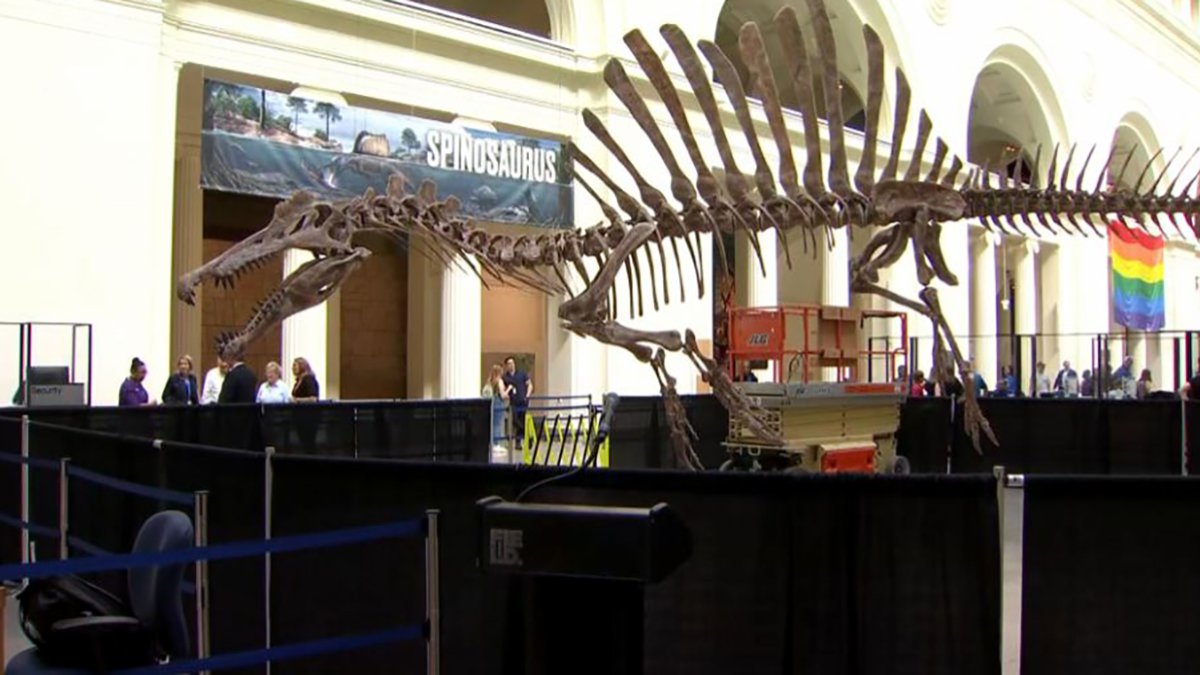 Field Museum estrena exhibición “Spinosaurus”, uno de los dinosaurios