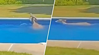 Foto de un venado nadando en la piscina de una casa.