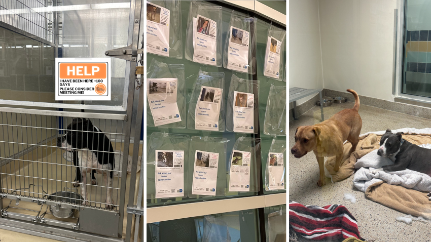 Un albergue de Florida tiene casi 700 perros y gatos que buscan una familia que los adopte, la mayoría de los cuales son perros grandes que se encontraron paseando perdidos.