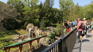 Visitantes recorren el sendero peatonal elevado en el zoo de Minnesota.