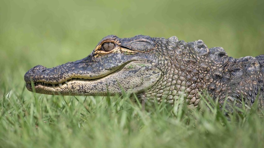 Young American Alligator on lawn