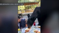 Madre protege a su hijo mientras un oso salta sobre la mesa, se come los tacos, las papas fritas y salsa