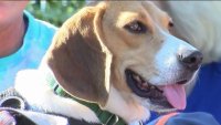 Se reúnen perritos Beagle a un año de ser rescatados de un centro de pruebas