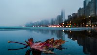 Fall Leaf Reflection after rain in Chicago