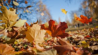 Foto Compuesto De Dos Imágenes Otoño Convirtiéndose En El Concepto De  Invierno A La Izquierda Colorido Follaje En El Árbol Hojas De Otoño Debajo  De Él Y A La Derecha Es La