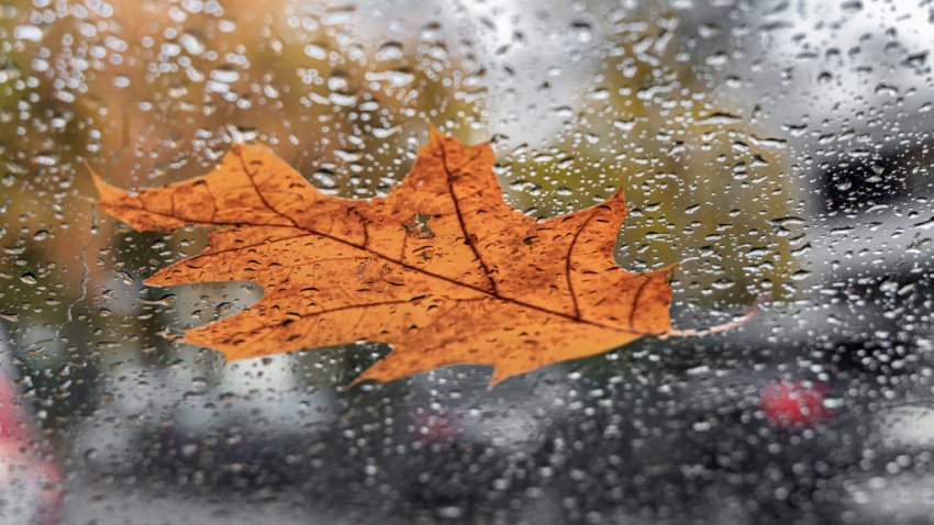 06 November 2023, Hamburg: A fallen autumnal oak leaf lies on a rain-soaked vehicle windshield. Photo: Markus Scholz/dpa/picture alliance/dpa | Markus Scholz (Photo by Markus Scholz/picture alliance via Getty Images)