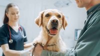 Desarrollan un medicamento que podría alargar la vida de los perros
