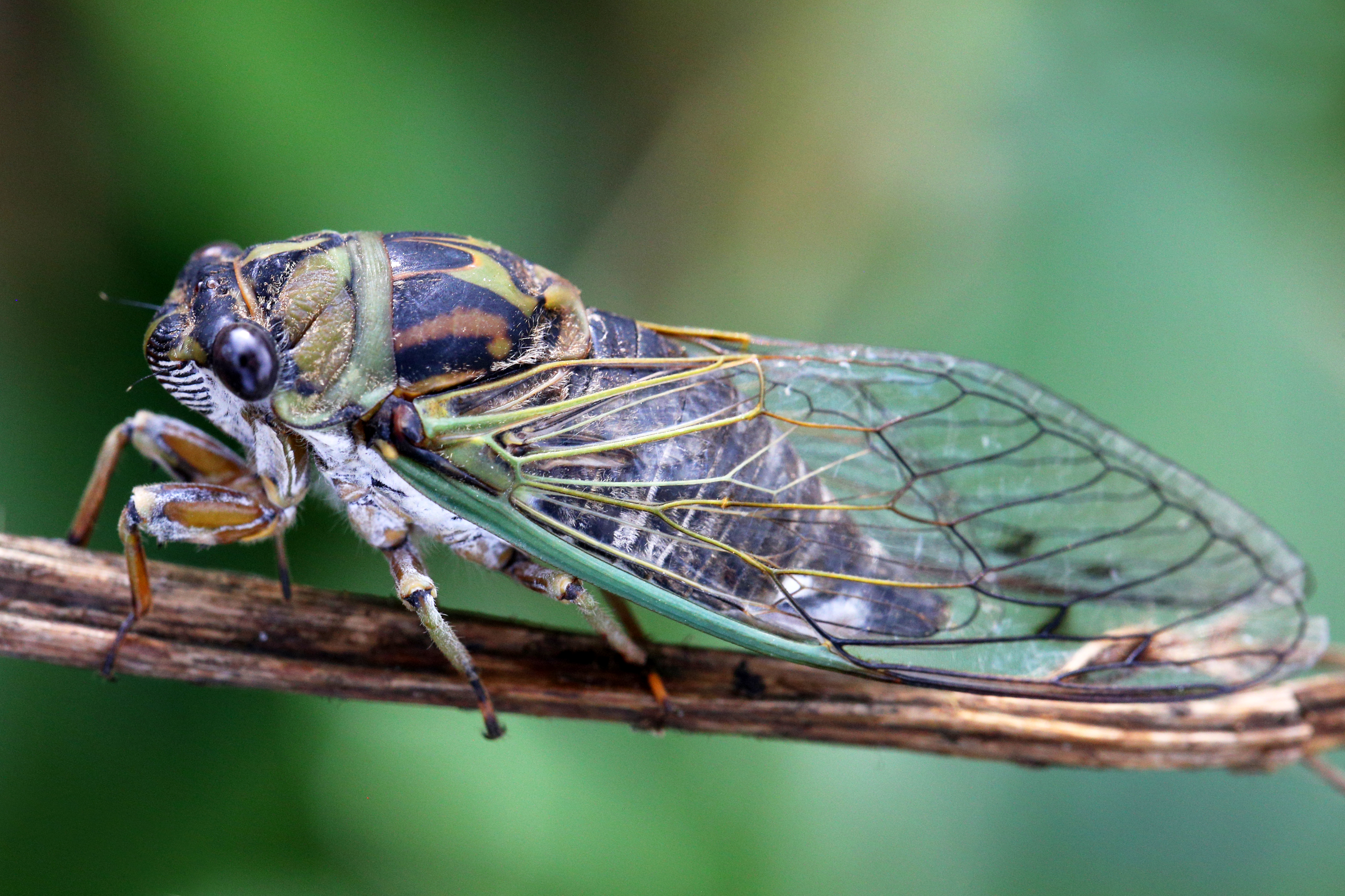 Billions Of Cicadas Will Emerge In The US This Year In A Rare Double ...