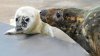 En imágenes: foca ciega da a luz en zoológico de Illinois