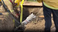En video: el espectacular rescate de una yegua atrapada en un socavón