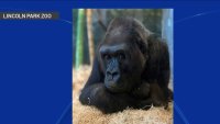 Muere gorila “Bana” tras 14 años en el Zoológico de Lincoln Park