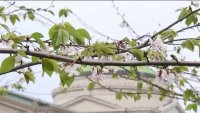 El tiempo afectó el florecimiento de cerezos en Chicago