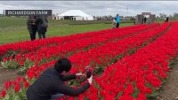 La granja Richardson: El festival anual de tulipanes abrirá la temporada el sábado
