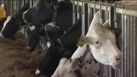 Encuentran restos de virus de gripe aviar en la leche
