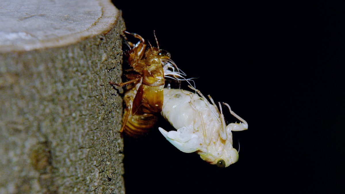 Cicadas en Illinois ¿Alguna vez has visto cigarras blancas