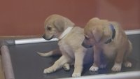 PAWS Chicago organiza evento de adopción de mascotas