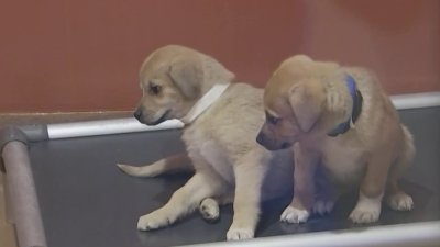 PAWS Chicago organiza evento de adopción de mascotas