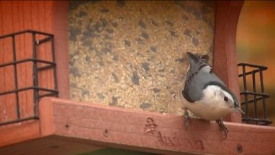Temporada pico de migración de aves en Chicago