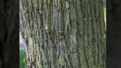Video muestra a las cigarras cubriendo un árbol en Wilmette