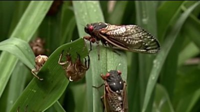 Cigarras emergen del suelo alrededor de Illinois ¿Por qué aún no las escuchamos?