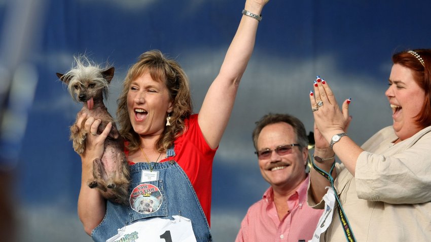 A woman holds her dog at the World's Ugliest Dog contest.