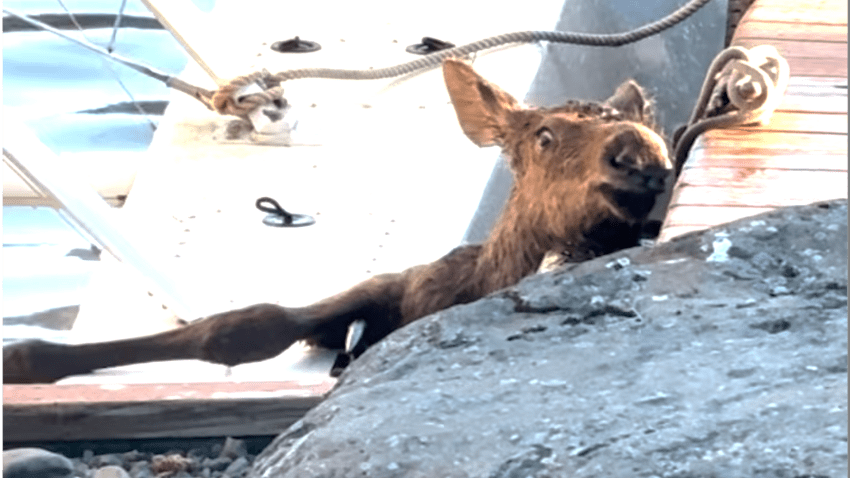 Baby moose stuck next to dock on Alaskan lake