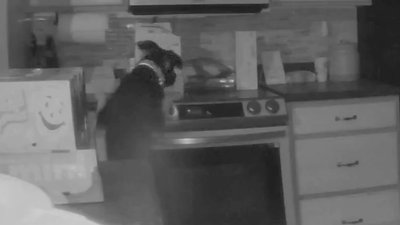 En video: perro prende una estufa y provoca un incendio en una casa