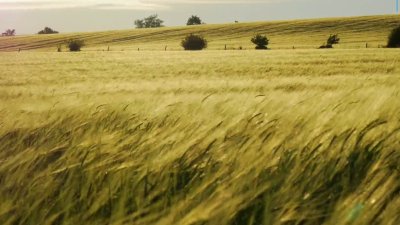 Cómo La Niña podría afectar el tiempo de Illinois en otoño e invierno